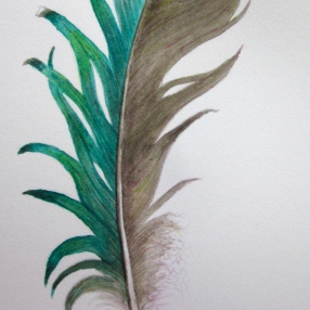 Vivid green feather (Image and photo copyright: Anne Lawson, 2014)