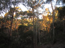 The protective gum trees of the walk. (Photo copyright: Anne Lawson, 2015)